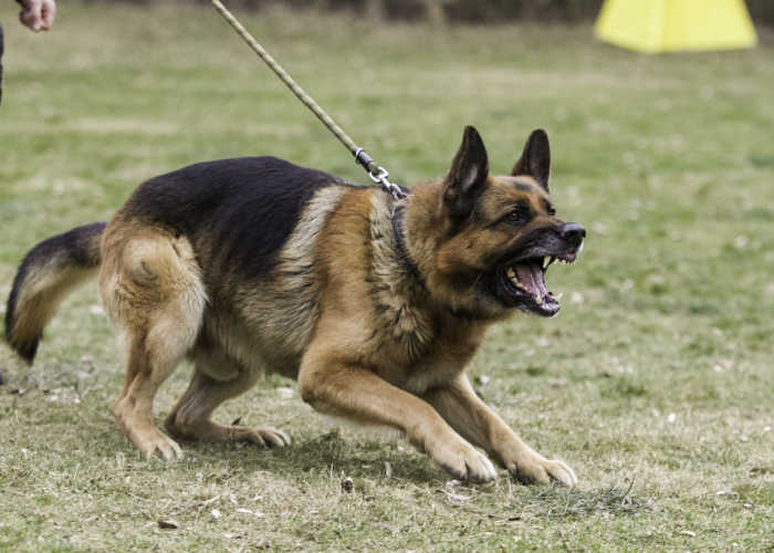 Hondenpensions voor agressieve Dogs_ agressieve Duitse herder