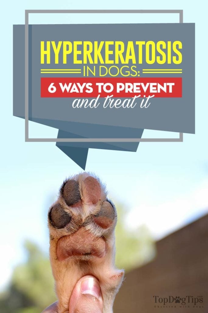 Gids voor hyperkeratose bij honden