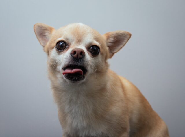 Chihuahua eet beste hondenvoer topper