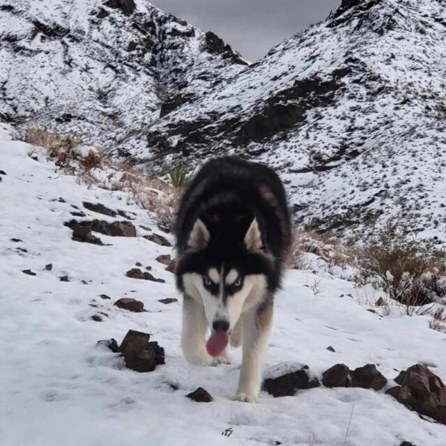 Husky spelen in de sneeuw