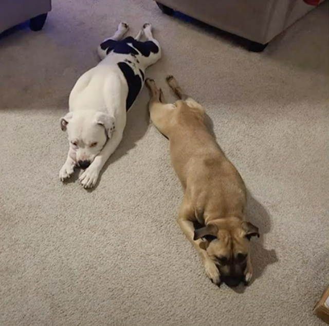 Twee honden die op de grond liggen