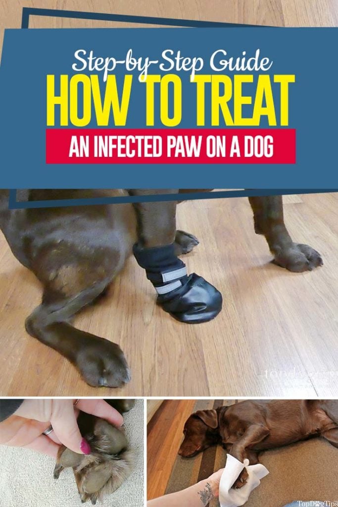 Gids voor het behandelen van een geïnfecteerde poot op een hond