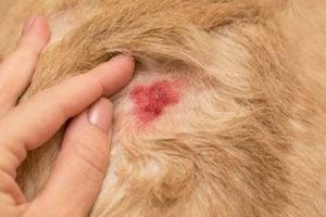 Diagnose van stafylokokinfectie bij honden
