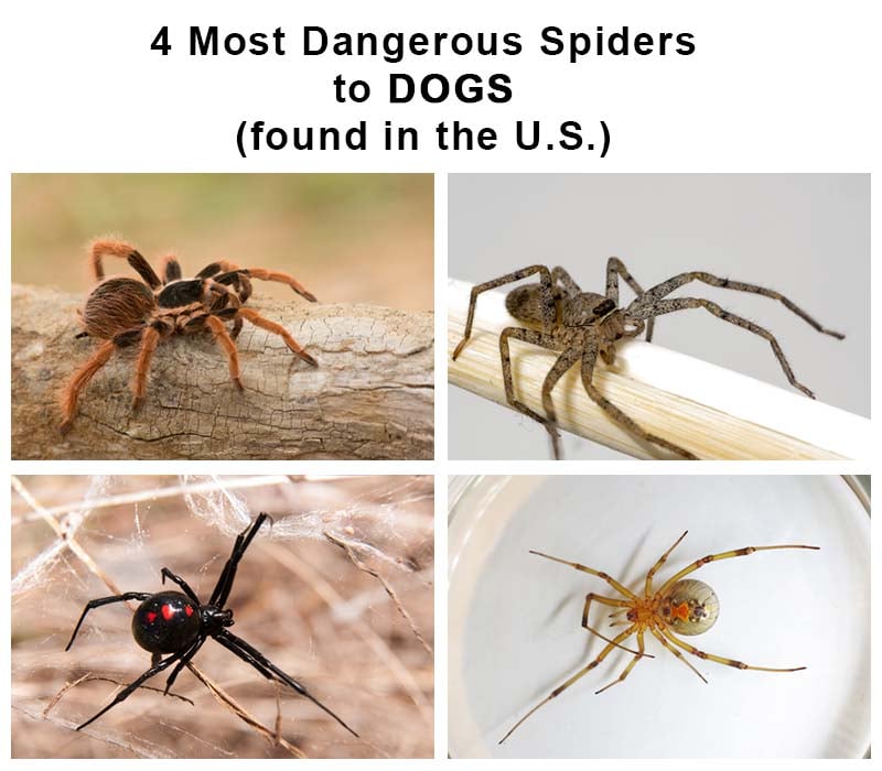 Meest gevaarlijke spinnen voor honden (in de VS)