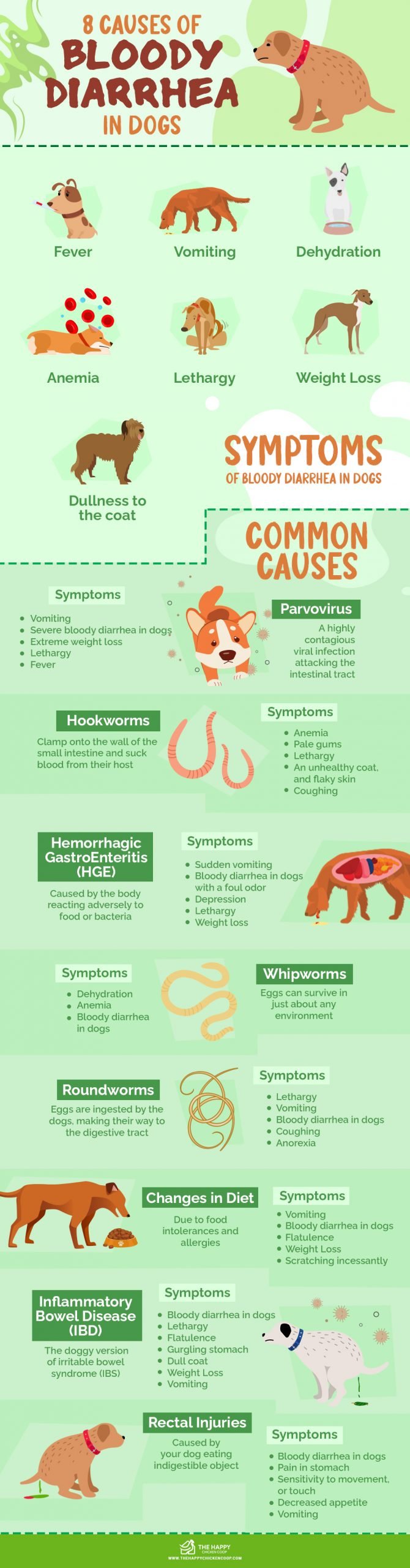 Bloederige diarree bij honden symptomen en oorzaken Infographics