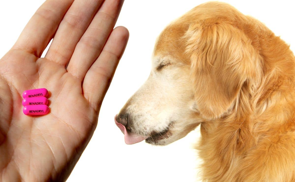 oude hond die naast de hand van de vrouw zit met benadrylpillen in haar handpalm