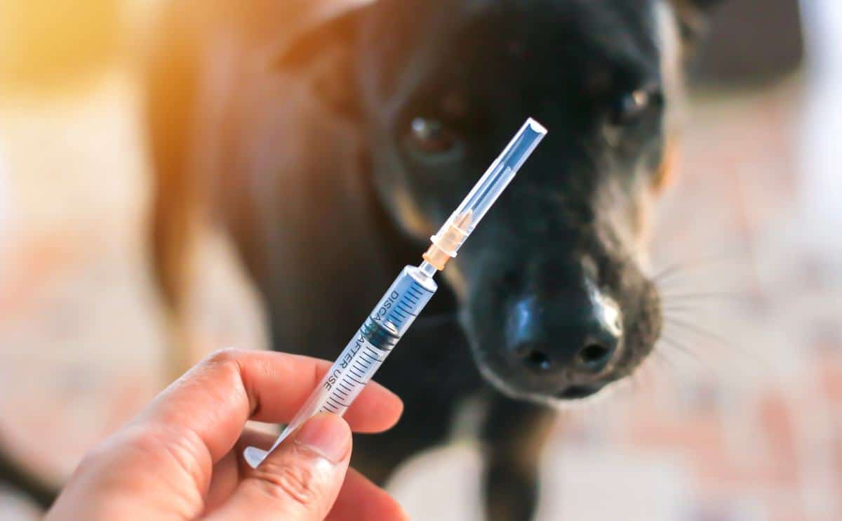 Persoon met vaccinatieprik voor het gezicht van een zwarte hond