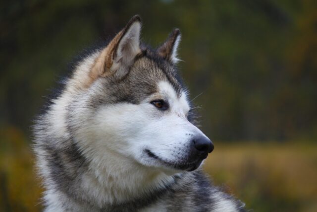 de beste hondenvoertopper voor Alaskan Malamutes