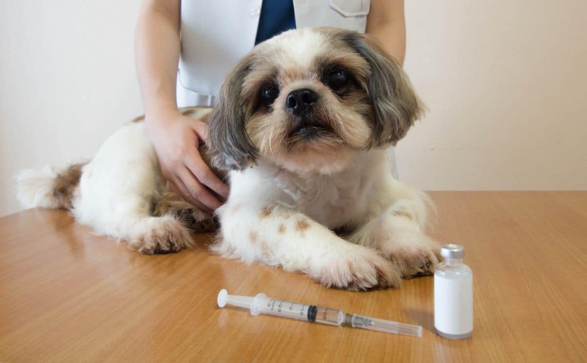 Een Shih Tzu-hond die zich voorbereidt op vaccininjectie met medische injectieflacon en spuit op houten tafel in de dierenkliniek