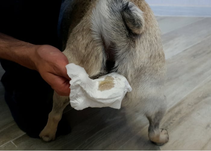 Hondenscraooting veroorzaakt door anaalklierproblemen en extractie