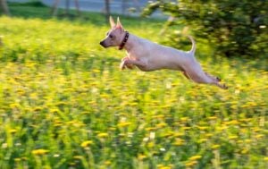 American Hairless Terrier is een van de echte Amerikaanse hondenrassen