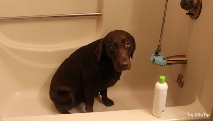 Hoe een hond een bad te geven