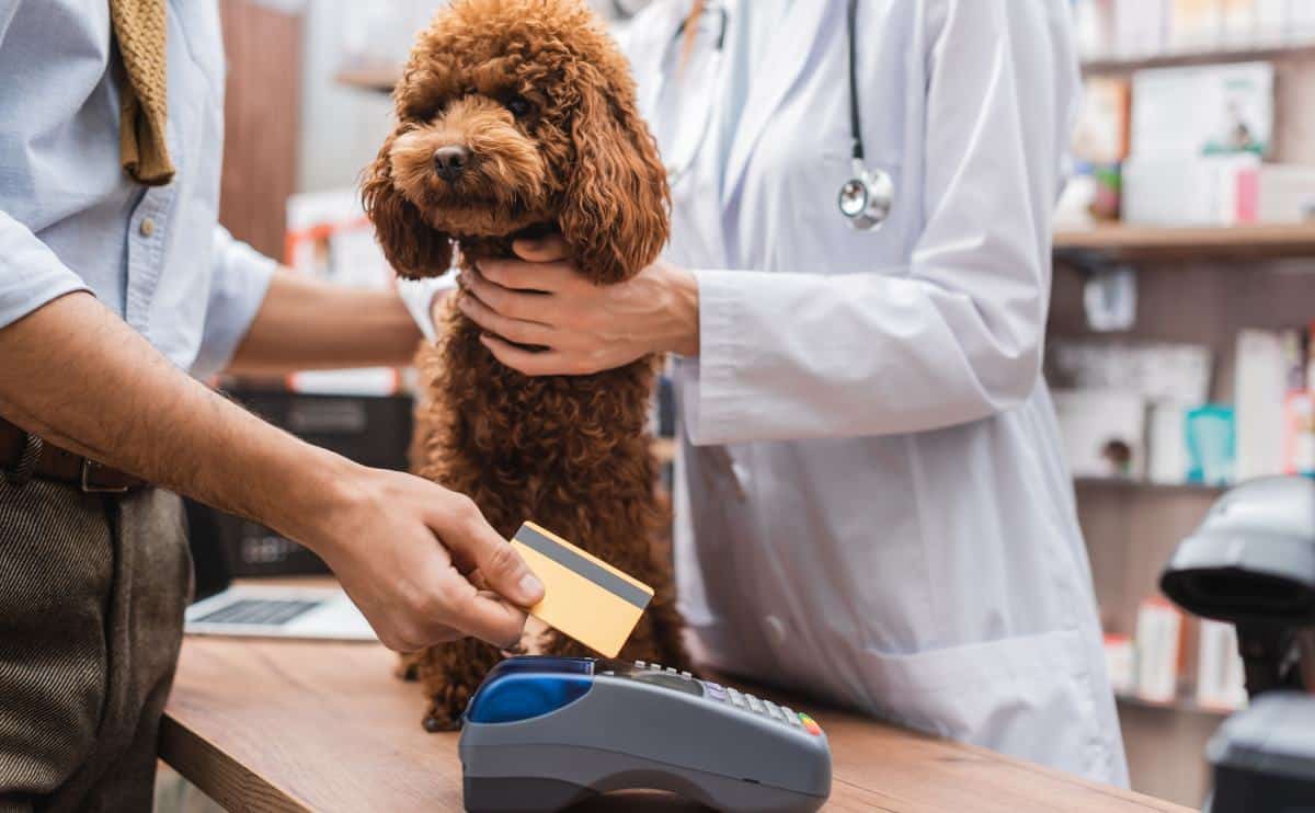 Een bruine poedel bij dierenarts zittend op examentafel met arts die hond en eigenaar vasthoudt die zich klaarmaakt om te betalen met creditcardmachine