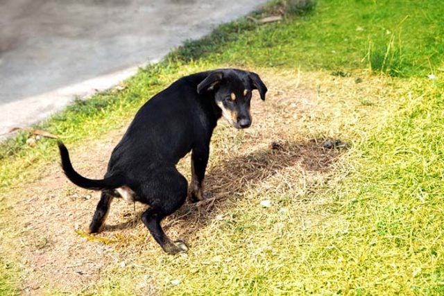 Hondenurine die gras doodt - 10 manieren om dit te bestrijden of te voorkomen