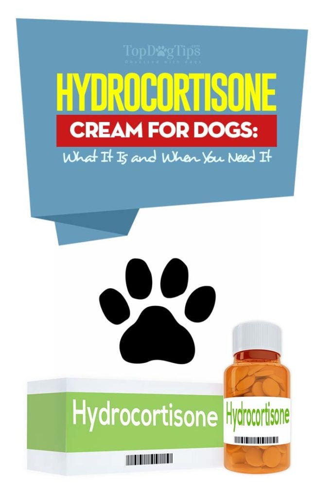Wetenschappelijk onderbouwde gids over hydrocortisoncrème voor honden