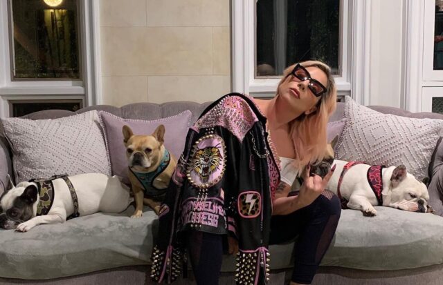 Lady Gaga en haar honden
