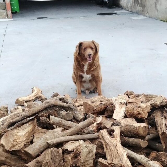 Hond van houtstapel