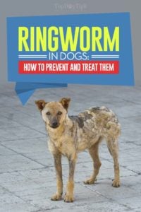 Ringworm bij honden