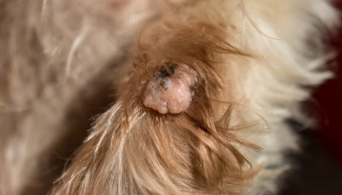 Dit is hoe skin tags op honden eruit zien