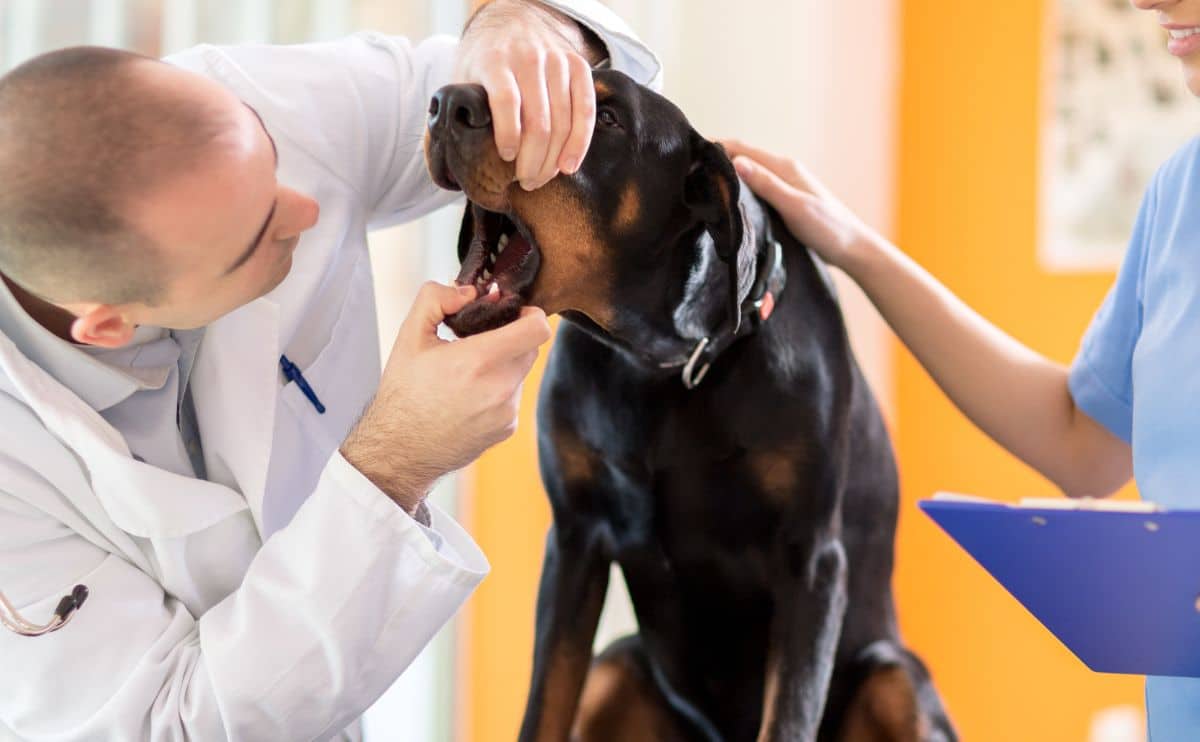 Een dierenarts die in de mond van een zwarte hond kijkt met zure reflux