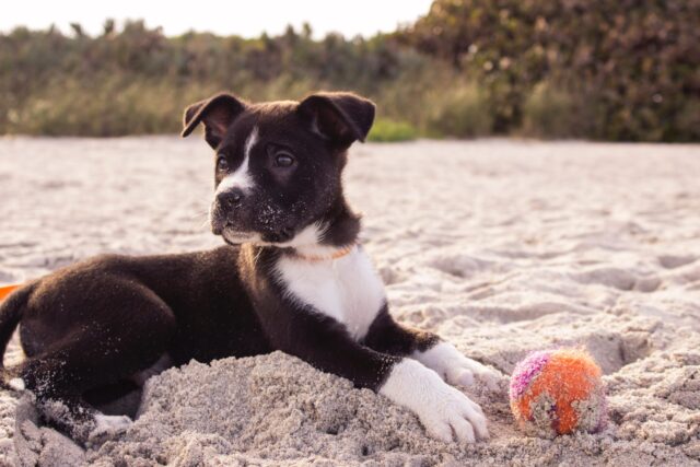 Puppy op het strand