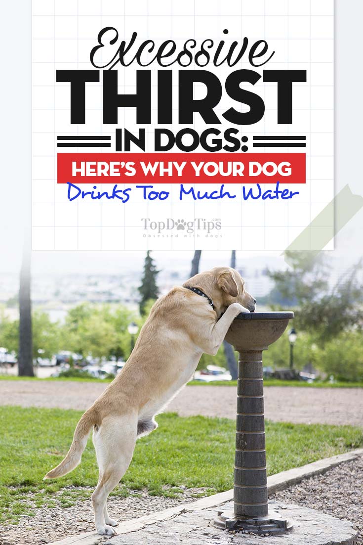 Wat is overmatige dorst bij honden
