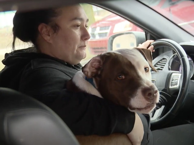 Hond in auto met eigenaar