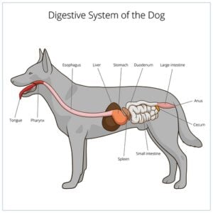 Wat is pancreatitis bij honden?