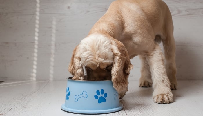 Beste dieet voor honden met pancreatitis