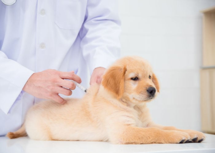 vaccinatie voor honden
