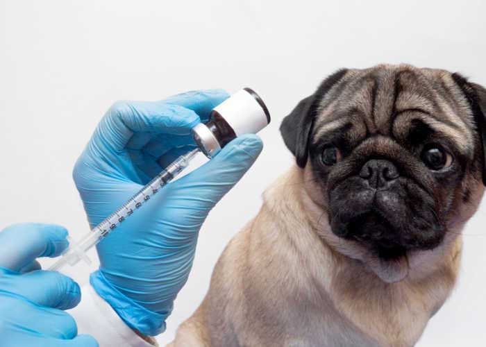 vaccin voor hond