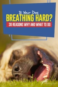 Uw hond ademt hard - 30 redenen waarom en wat te doen