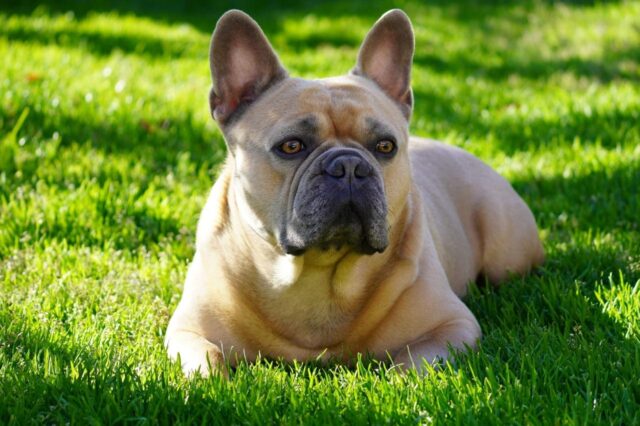 Franse bulldog jeukende huidallergie