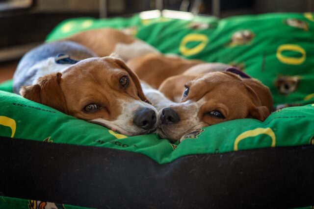 Schattige Beagle broers en zussen
