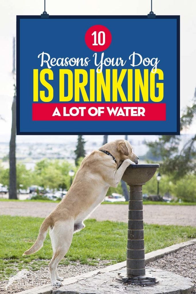 Top 10 redenen waarom uw hond veel water drinkt