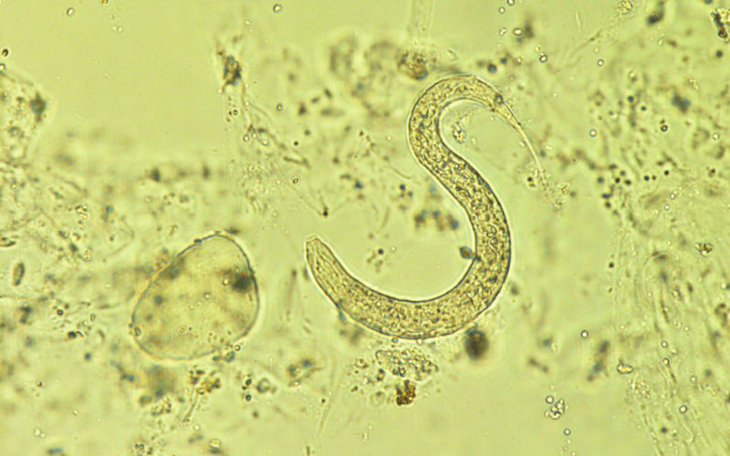 haakworm in fecale uitstrijkje test