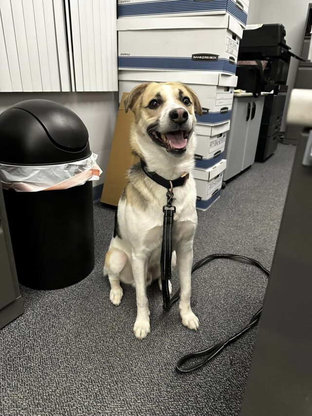 Hond gevonden op politiebureau