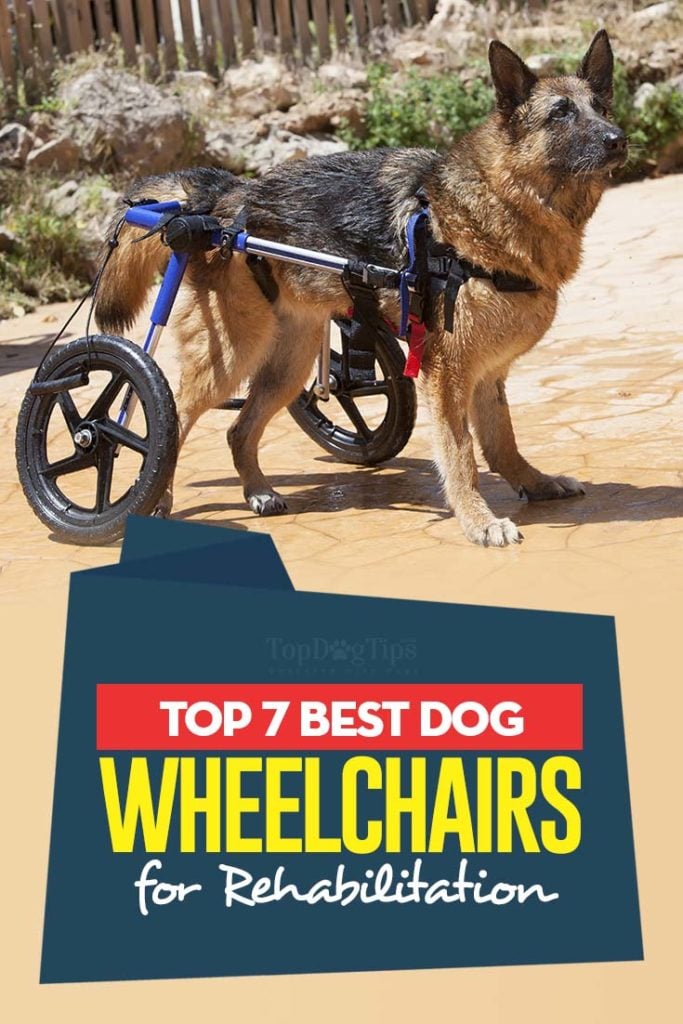 7 Best beoordeelde beste hondenrolstoelen voor revalidatie