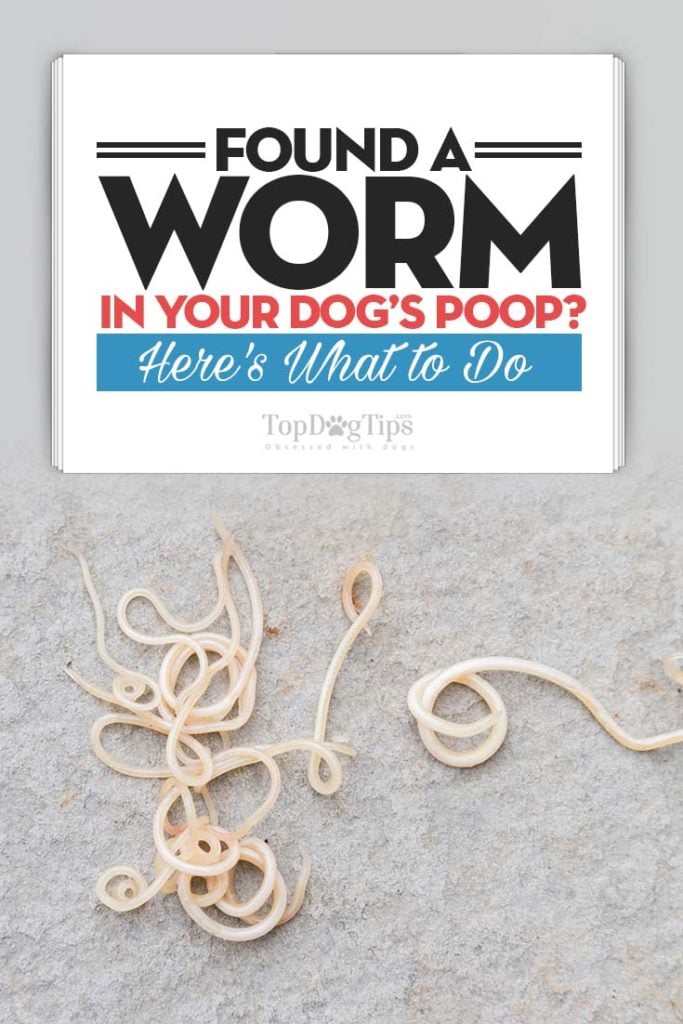 Gids over wormen in hondenpoep en wat te doen