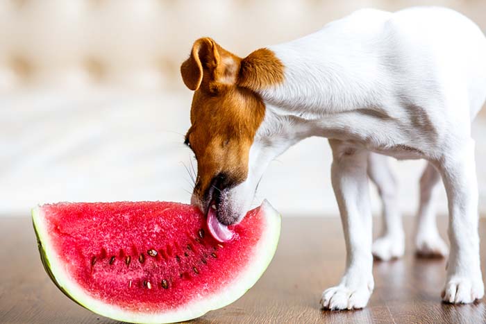Gezondheidsvoordelen van watermeloen voor honden