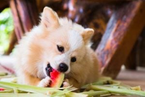 Bijwerkingen van watermeloenen voor honden