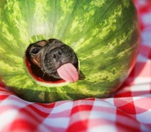Gevaren van het voeren van watermeloen aan honden