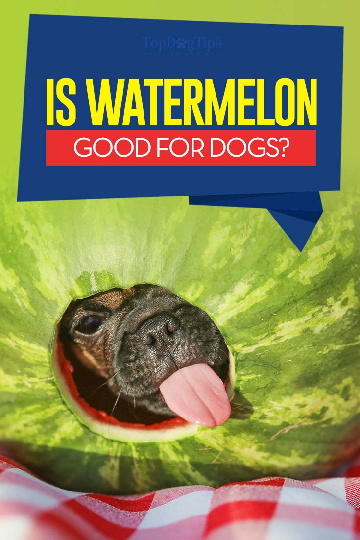 Kunnen honden watermeloenen eten