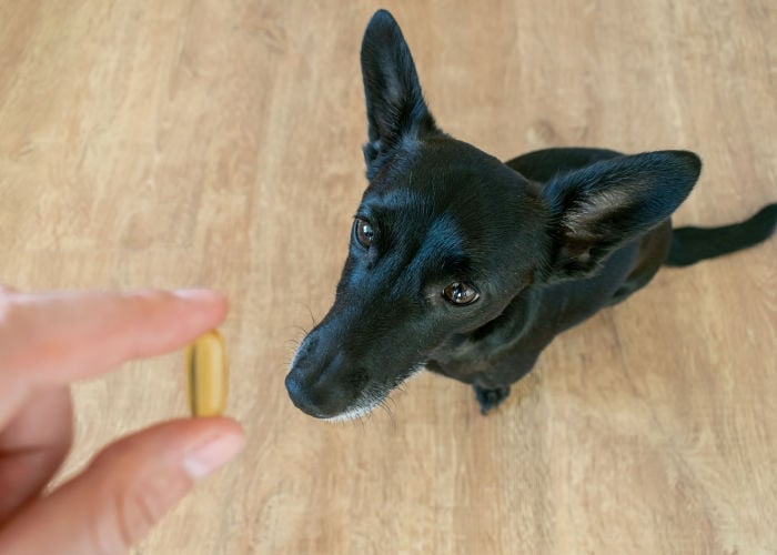 DHA voor honden supplementen