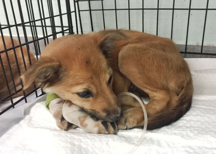 Een hond opgenomen in het ziekenhuis vanwege braken en diarree