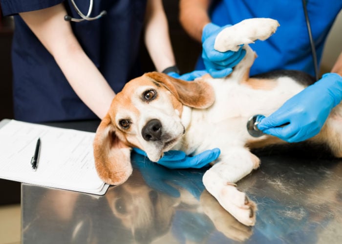 Honden braakselbehandeling bij de dierenarts