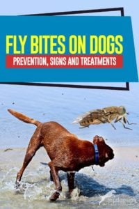 Fly Bites on Dogs Guide - Preventie, tekenen en behandelingen