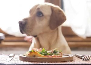 Is pizza veilig voor honden