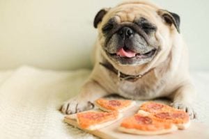 Is pizza slecht voor honden