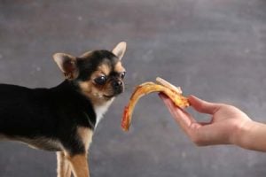 Is pizza goed voor honden